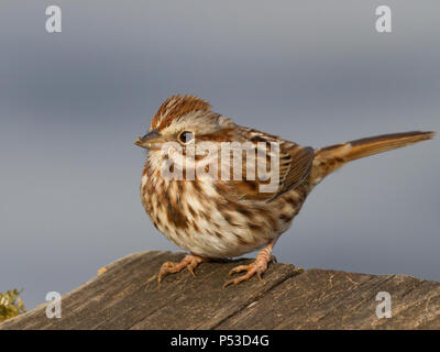 Un passero di canzone vicino ad una riva di lago in Alabama, Stati Uniti. Foto Stock