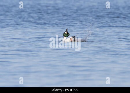 Display di accoppiamento dimostrazione da parte di un comune drake goldeneye. Foto Stock