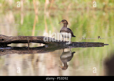 Una gallina hooded merganser su un log in un beaver pond. Foto Stock