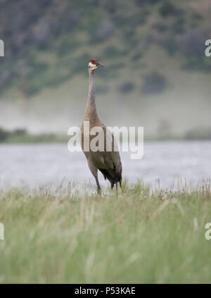 Un singolo adulto sandhill gru rivolta verso la telecamera con tan e piume grigie e un cappuccio rosso cremisi in piedi in un campo con un fiume in background. Deve Foto Stock