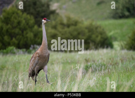 Un singolo adulto sandhill gru guardando a destra con tan e piume grigie e un cappuccio rosso cremisi in piedi in un campo con cespugli e una collina nel backgro Foto Stock