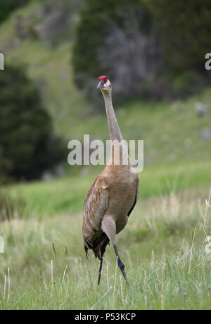 Un singolo adulto sandhill gru guardando a destra con tan e piume grigie e un cappuccio rosso cremisi in piedi in un campo con cespugli e una collina nel backgro Foto Stock