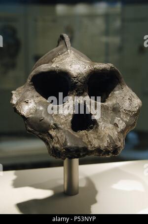 Cranio di Paranthropus aethiopicus con prominente cresta sagittale. Pliocene. Situato in Lomekwi, Kenya. Museo di Storia Naturale. Londra. Regno Unito. Foto Stock