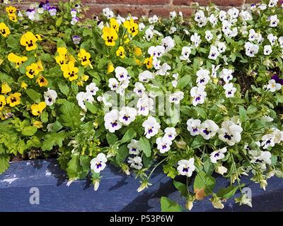 Bianco, giallo e viola pansy letto floreale che mostra bellissimi fiorisce in estate Foto Stock