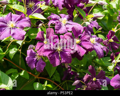 Lo Strinare viola-porpora fiori estivi di hardy scalatore, Clematis viticella 'Etoile Violette' Foto Stock