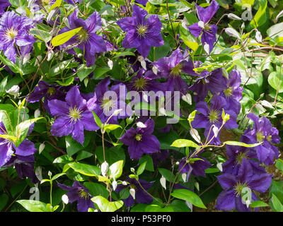 Lo Strinare blu-viola fiori estivi di hardy scalatore, Clematis viticella 'Wisley' Foto Stock