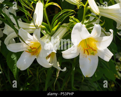 Bianco, fioritura estiva per, della tromba regal lily, Lilium regale 'Album' Foto Stock