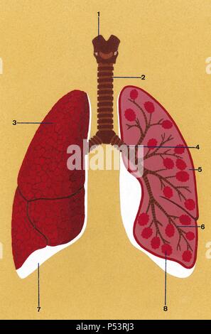 Il sistema respiratorio. Disegno schematico della trachea e dei polmoni. 1. Laringe 2. Trachea 3. Polmone destro chiuso 4. Bronco 5. Polmone sinistro aperto 6. Bronchioli 7. Pleura 8. Gli alveoli. Disegno. Colore. Foto Stock
