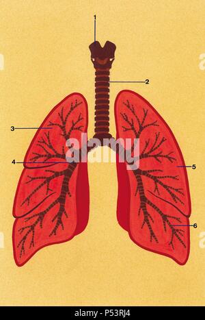 Il sistema respiratorio. Disegno schematico della trachea e dei polmoni. 1. Laringe 2. Trachea 3. Polmone destro 4. Bronco 5. Polmone sinistro 6. Diramazioni bronchiali. Disegno. Colore. Foto Stock