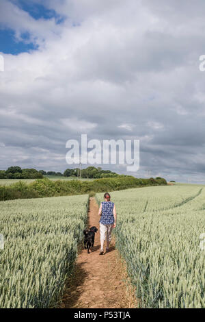 Donna che cammina il suo cane su un sentiero pubblico attraverso un campo di grano, England, Regno Unito Foto Stock