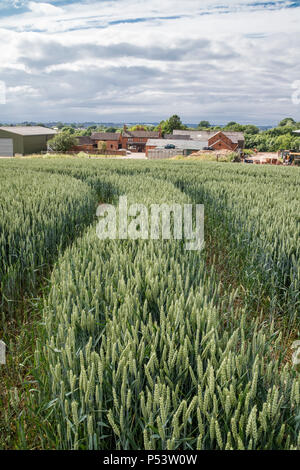 Campo di grano e la fattoria, England, Regno Unito Foto Stock