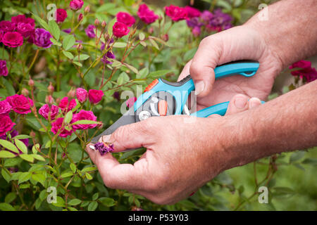 Giardiniere è impegnata a tagliare il vecchio boccioli di fiori da un rosaio Foto Stock