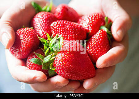 Mani mazzetto di fragole fresche Foto Stock