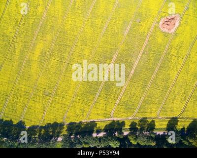 Vista aerea del paesaggio rurale di Lake District - Mazury, Polonia. Campo della fioritura di colore giallo per la canola Foto Stock