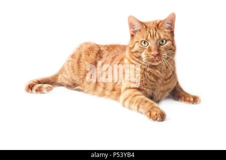 Lo zenzero simpatico gatto sdraiato sul pavimento - isolato su sfondo bianco. Foto Stock