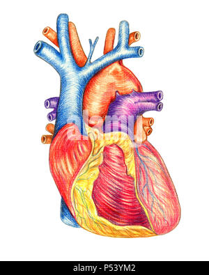 Il cuore umano visto dalla parte anteriore, disegnato a mano Illustrazione medica, matite di colore disegno con imitazione litografia Foto Stock