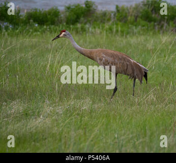 Un adulto sandhill gru a piedi attraverso erba alta con un fiume in background. L'elegante gru ha tan e piume grigie, una piuma trambusto e un Foto Stock