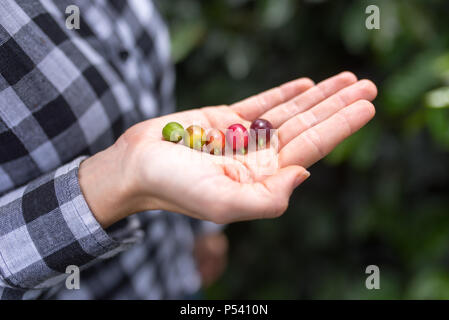 Diverse fasi di bacche di caffè in mani (rosso, verde, arancione, giallo, viola) Foto Stock