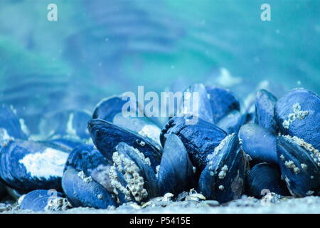 Chiudere l immagine di gusci di cozze con cirripedi cresce su di essi. Foto Stock