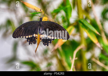 Papilio polytes, aka rcommon mormone è una farfalla tropicale. Qui mostrato mentre in piedi su una foglia Foto Stock