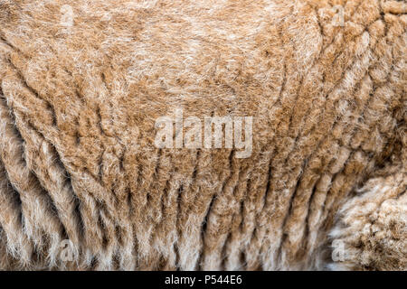 Close up real LION CUB la texture della pelle Foto Stock