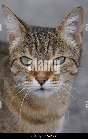 Grigio tabby gatto femmina, il gatto di casa, Germania Foto Stock