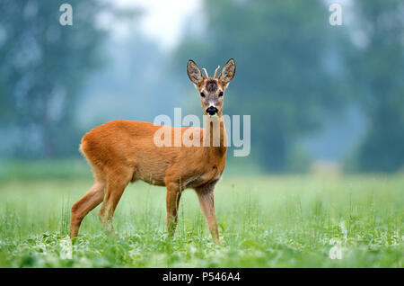 Giovani il capriolo in piedi in un campo di soia Foto Stock