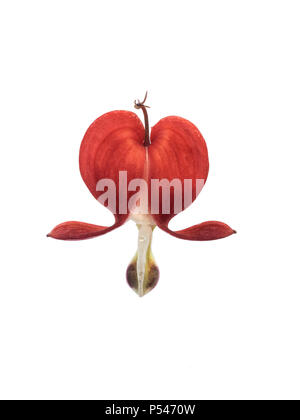 Una chiusura di un unico fiore rosso di sanguinamento cuore Lamprocapnos () Dicentra spectabilis contro un taglio su sfondo bianco Foto Stock