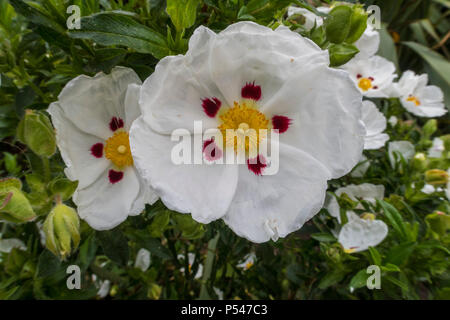 Cisto × purpureus Alan Fradd, un esotico cisto in fiore nel Devon. Rock Rose. Foto Stock