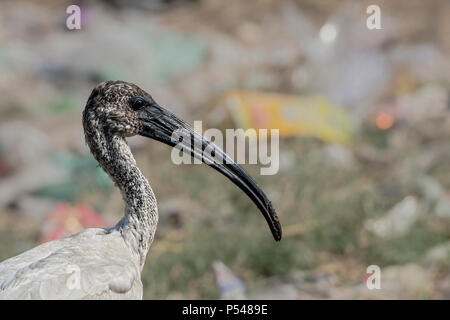 Testa nera Ibis o orientali Ibis bianco (Threskiornis melanocephalus) Close-Up. Foto Stock