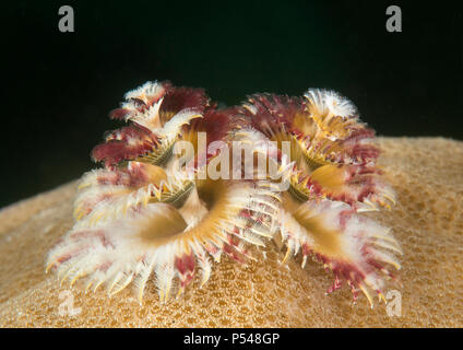 Albero di natale , worm Spirobranchus giganteus apre l'ombrello , Bali, Indonesia Foto Stock