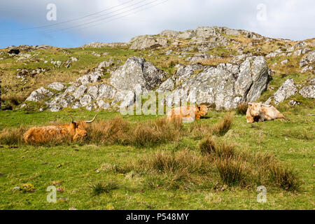 Highland bovini in appoggio sotto il sole sull'isola delle Ebridi di Iona, Argyll and Bute, Scotland, Regno Unito Foto Stock