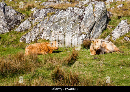 Highland bovini in appoggio sotto il sole sull'isola delle Ebridi di Iona, Argyll and Bute, Scotland, Regno Unito Foto Stock