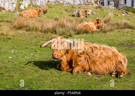 Highland bovini in appoggio sotto il sole sull'isola delle Ebridi di Iona, Argyll and Bute, Scotland, Regno Unito Foto Stock