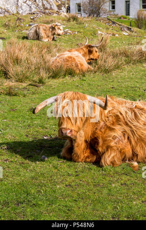 Highland bovini in appoggio sotto il sole sull'isola delle Ebridi di Iona, Argyll and Bute, Scotland, Regno Unito Foto Stock