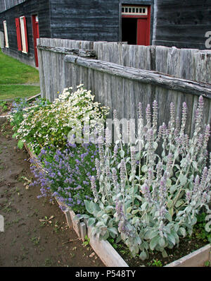 Piccolo giardino di erbe aromatiche in zona residenziale Foto Stock