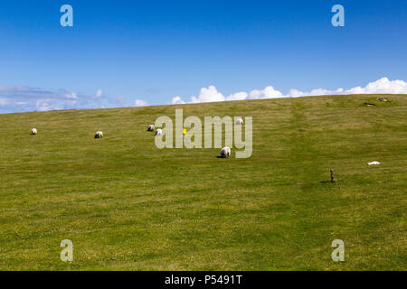 Pecora che pascola sul machair che forma parte del campo da golf con 9 buche sull'isola delle Ebridi di Iona, Argyll and Bute, Scotland, Regno Unito Foto Stock