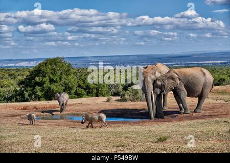 Gli elefanti africani e i maiali della verruca Foto Stock