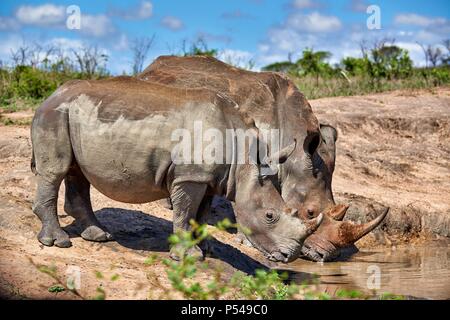 Piazza del sud a labbro rinoceronti Foto Stock