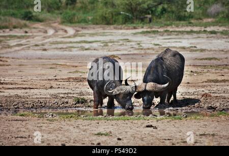 Capo africano di bufala Foto Stock