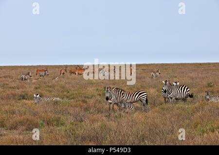 Le pianure zebre e elands Foto Stock