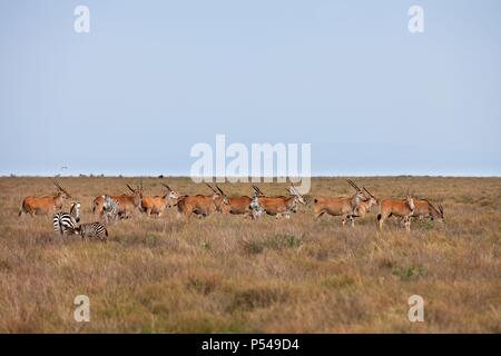 Le pianure zebre e elands Foto Stock