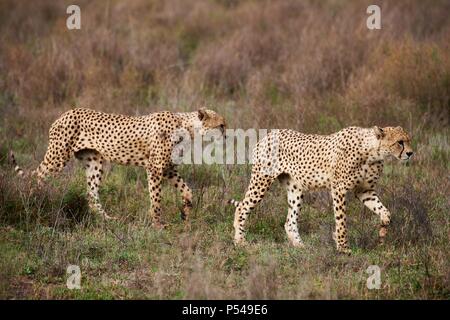 ghepardi Foto Stock