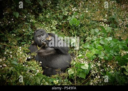 Gorilla di Montagna Foto Stock