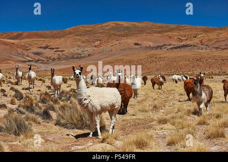 lama Foto Stock