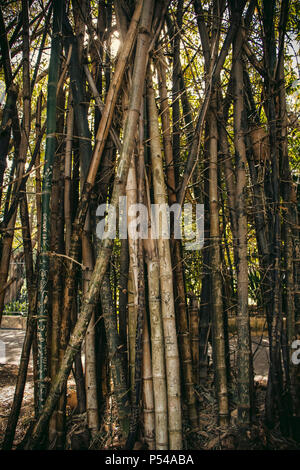 Iniziali incise in bambù in Royal Botanic Gardens, Sydney, NSW, Australia Foto Stock