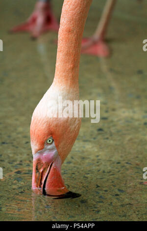 Un Flamingo acqua potabile, Cape May County Zoo, Cape May, NJ Foto Stock