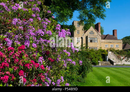 Rododendri fuori Shipton Hall, vicino a Much Wenlock, Shropshire. Foto Stock