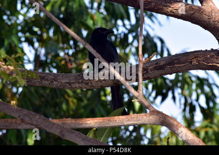 Little Crow Corvus bennetti Foto Stock