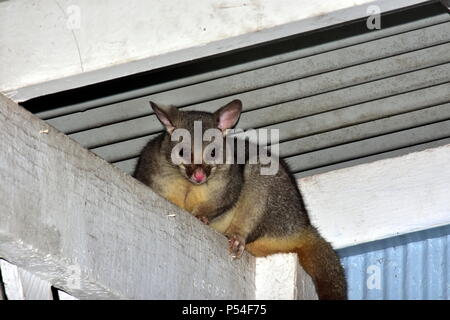 Comune di coda a spazzola opossum, Trichosurus volpetta Foto Stock